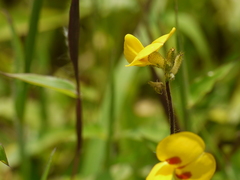 Smithia hirsuta