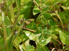 Smithia hirsuta