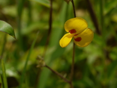 Smithia hirsuta