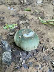 Russula virescens
