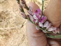 Polygala hottentotta