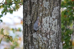 Sitta europaea