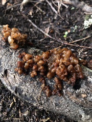 Tremella vesiculosa