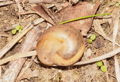 Portugala inchoata