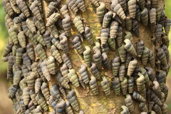 Cerithidea decollata