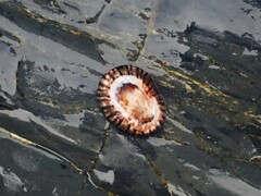 Patelloida latistrigata