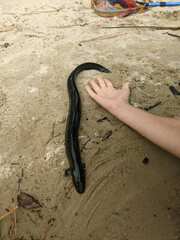 Siren lacertina