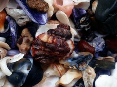 Turritriton labiosus