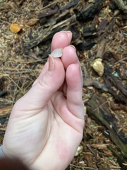 Pseudohydnum gelatinosum