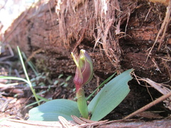 Chiloglottis