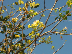 Crateva unilocularis