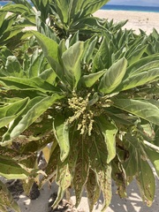 Heliotropium arboreum