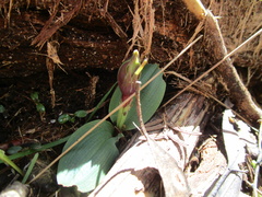 Chiloglottis