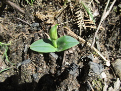 Chiloglottis