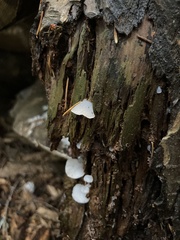 Pseudohydnum gelatinosum
