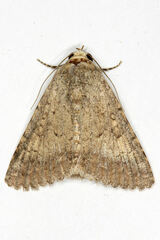 Pandesma robusta