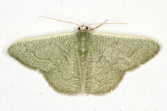 Phaiogramma faustinata