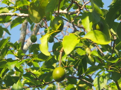 Crateva unilocularis
