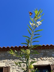 Danaus