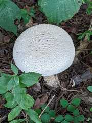 Amanita echinocephala