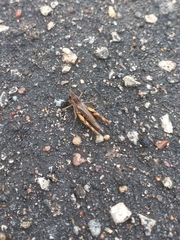 Chorthippus macrocerus