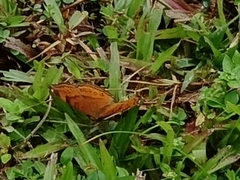 Junonia hedonia