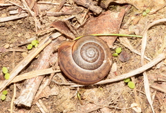 Portugala inchoata