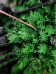 Fissidens taxifolius