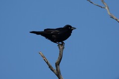 Corvus coronoides