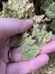 Trichocolea mollissima