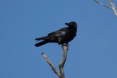 Corvus coronoides