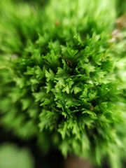 Fissidens taxifolius