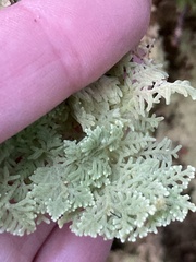 Trichocolea mollissima