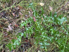 Banksia grandis