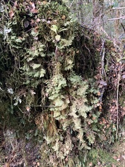 Trichocolea mollissima