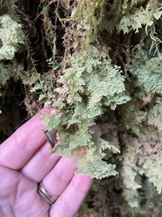 Trichocolea mollissima