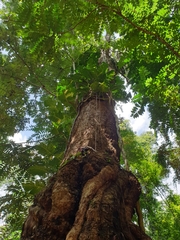 Duabanga grandiflora