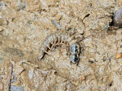 Archichauliodes diversus