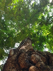 Duabanga grandiflora
