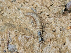 Archichauliodes diversus