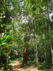 Duabanga grandiflora
