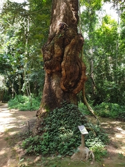 Duabanga grandiflora