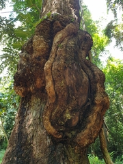 Duabanga grandiflora