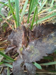 Chorthippus macrocerus