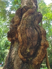 Duabanga grandiflora