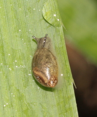 Physa