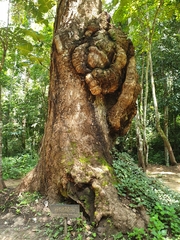 Duabanga grandiflora