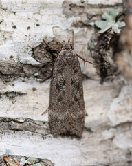 Anacampsis populella