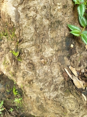 Duabanga grandiflora