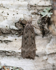 Anacampsis populella
